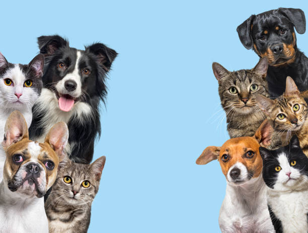 Pets Products I Toys, Beds, Accesories & More